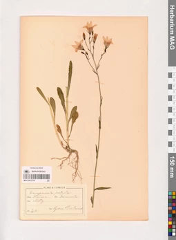 MAG 0013738