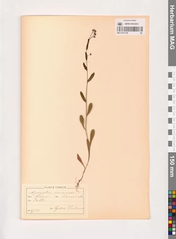 MAG 0013739
