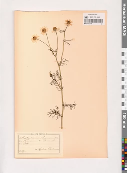 MAG 0013740