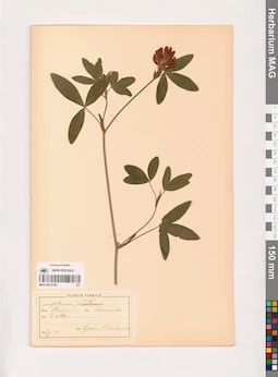 MAG 0013750