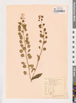 MAG 0013757