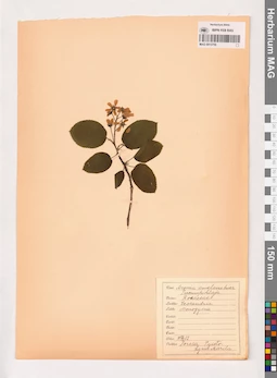 MAG 0013759