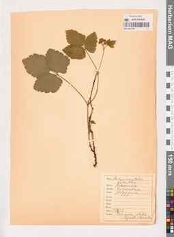 MAG 0013760