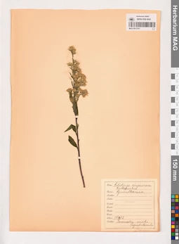 MAG 0013761