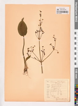 MAG 0013764