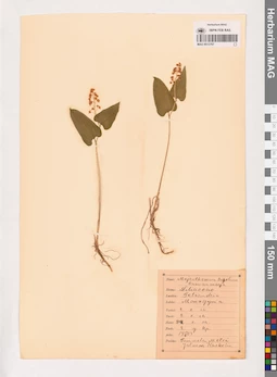 MAG 0013767