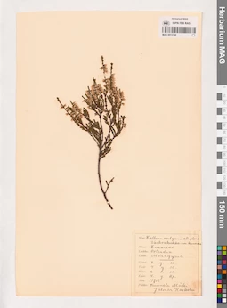 MAG 0013769