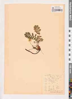 MAG 0013771