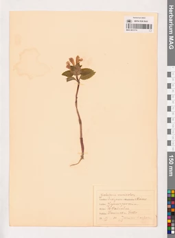 MAG 0013774