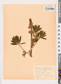MAG 0013777