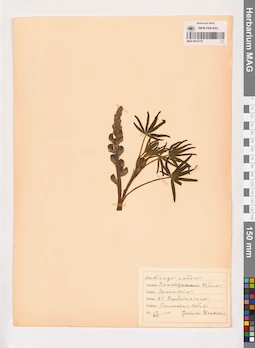 MAG 0013778