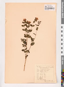 MAG 0013780