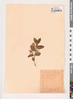 MAG 0013784
