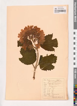 MAG 0013785