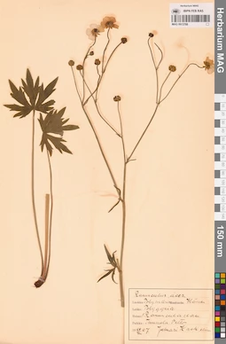 MAG 0013788