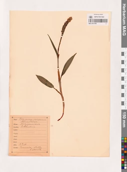 MAG 0013789