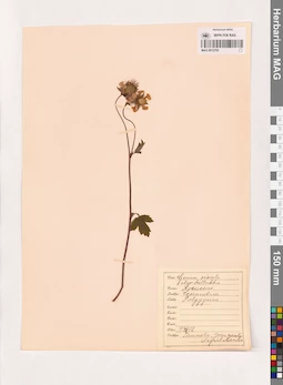 MAG 0013793