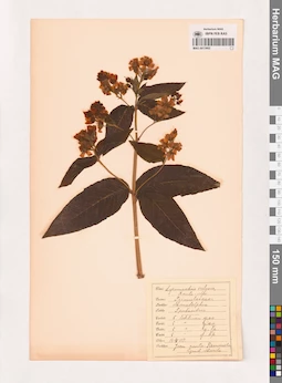 MAG 0013802