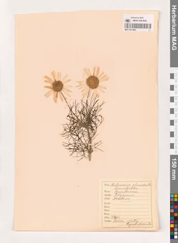 MAG 0013804