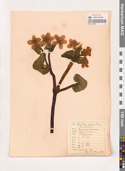 MAG 0013808