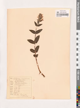 MAG 0013809
