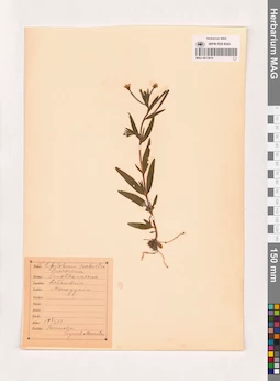 MAG 0013810