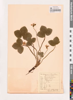 MAG 0013814