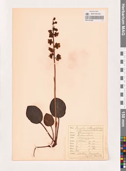 MAG 0013820