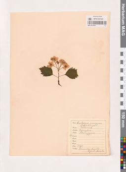 MAG 0013825