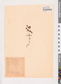 MAG 0013839