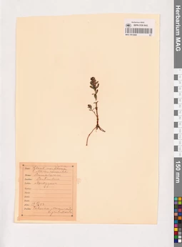 MAG 0013844