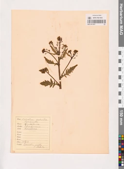 MAG 0013853