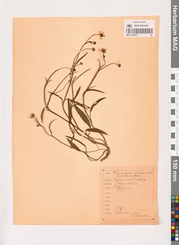 MAG 0013855