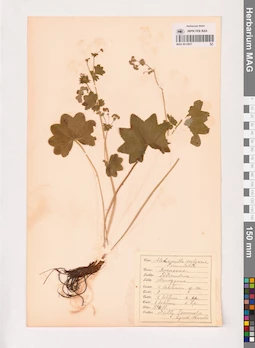 MAG 0013857