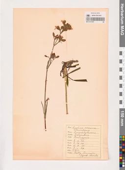 MAG 0013858