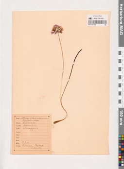 MAG 0013859