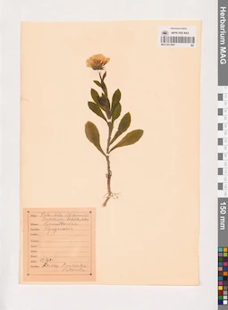 MAG 0013861