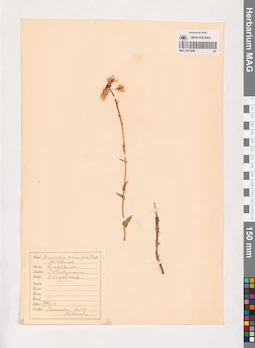 MAG 0013866