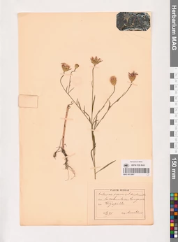 MAG 0013867