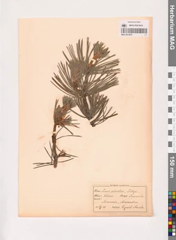 MAG 0013870