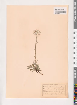 MAG 0013873