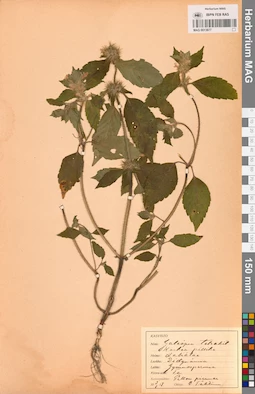 MAG 0013877