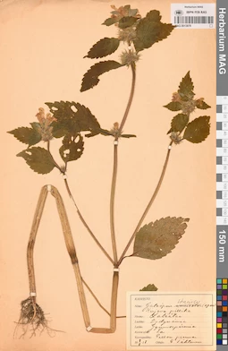 MAG 0013878
