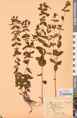 MAG 0013881