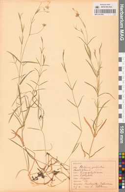 MAG 0013882