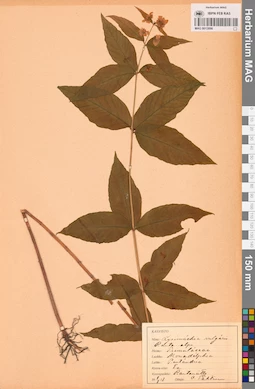 MAG 0013886