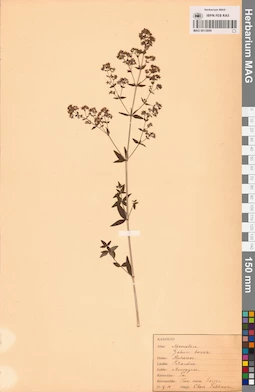 MAG 0013890