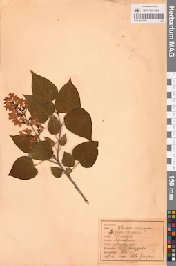 MAG 0013893