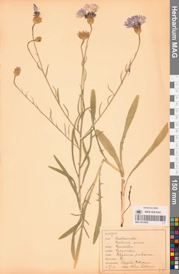MAG 0013894