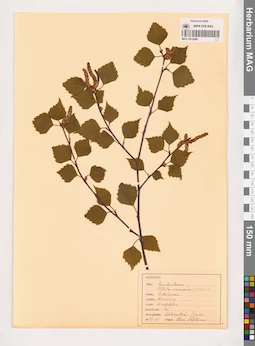 MAG 0013896